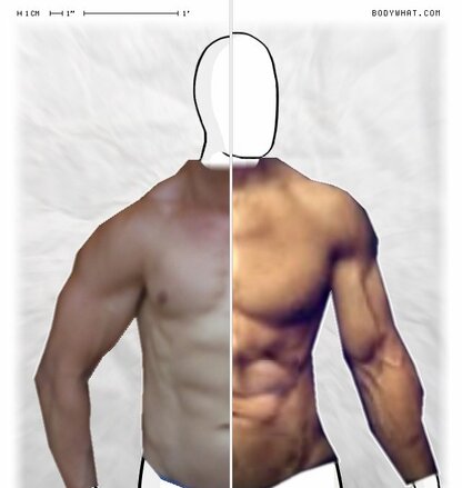 Torso Comparison