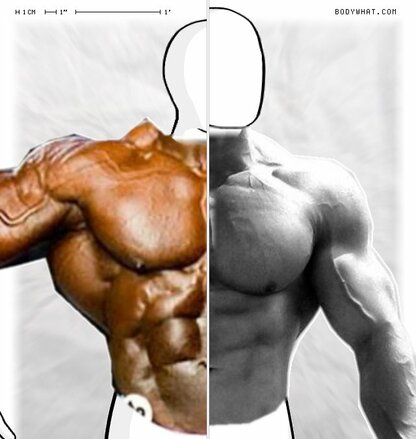 Torso Comparison