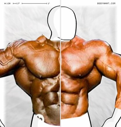 Torso Comparison