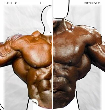 Torso Comparison