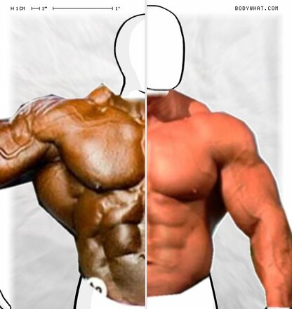 Torso Comparison