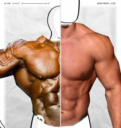 Torso Comparison