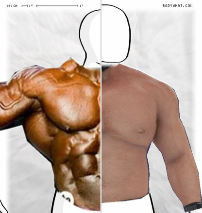 Torso Comparison