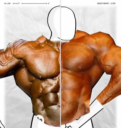 Torso Comparison