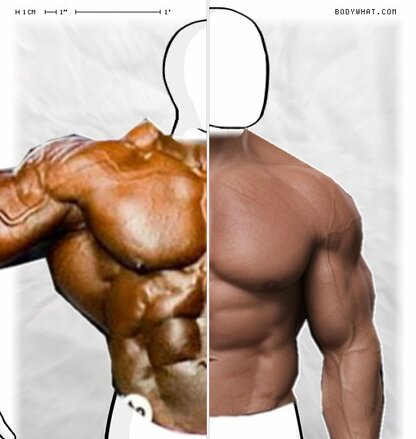 Torso Comparison
