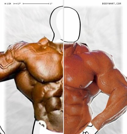 Torso Comparison