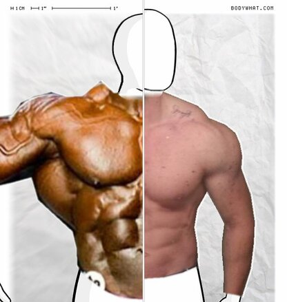 Torso Comparison