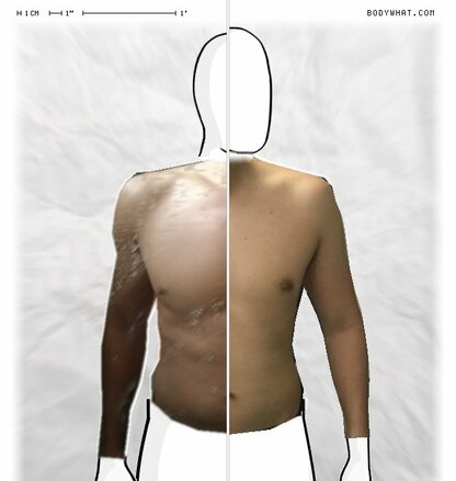 Torso Comparison