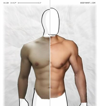 Torso Comparison