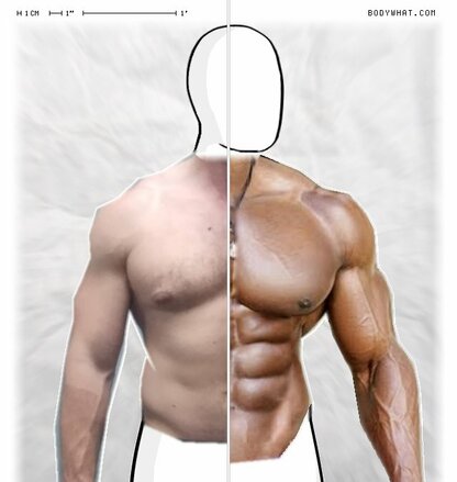 Torso Comparison