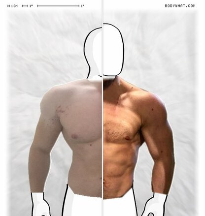 Torso Comparison