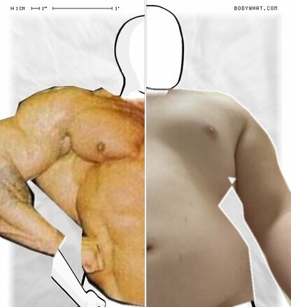 Torso Comparison