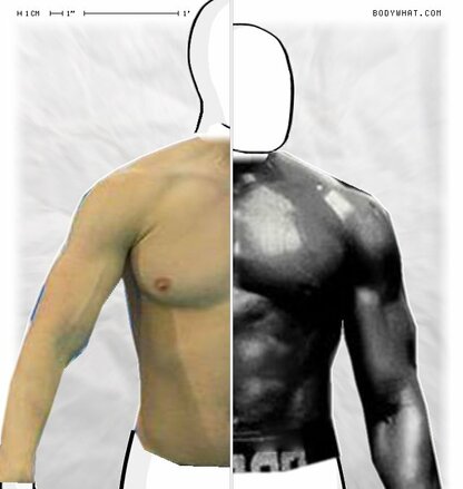 Torso Comparison