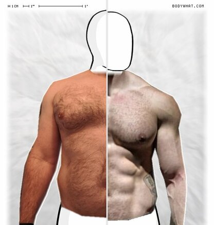 Torso Comparison