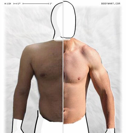 Torso Comparison