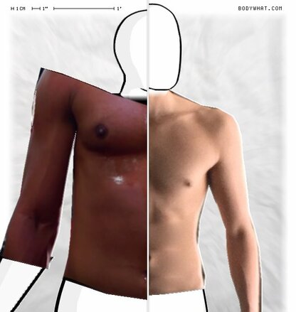 Torso Comparison