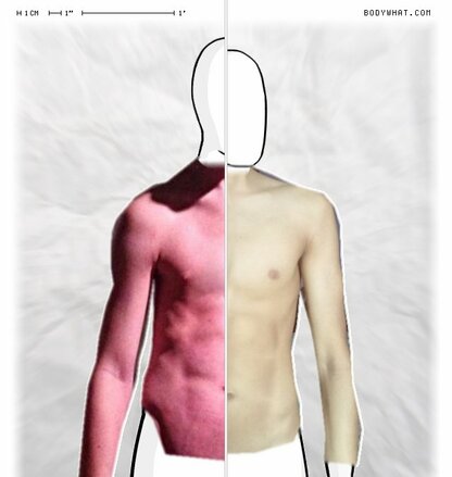 Torso Comparison