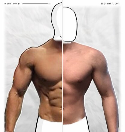 Torso Comparison