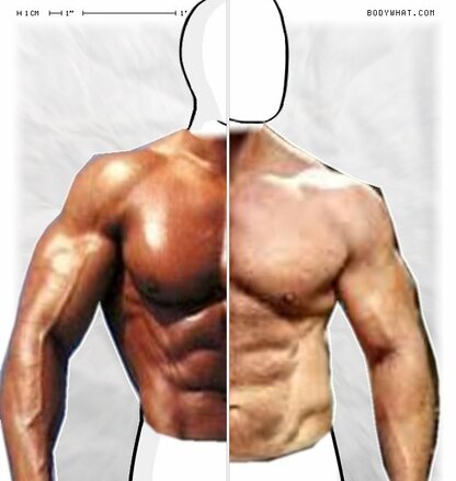 Torso Comparison