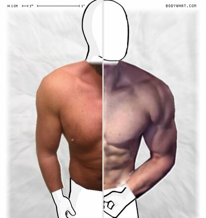 Torso Comparison