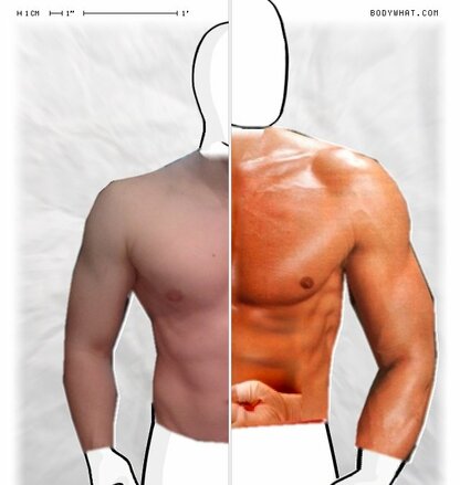 Torso Comparison