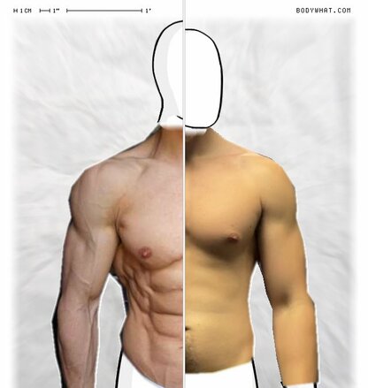Torso Comparison