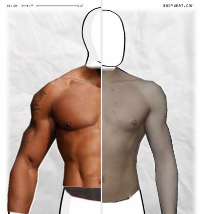 Torso Comparison