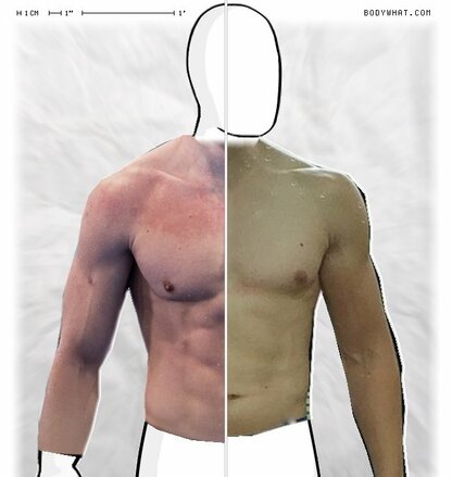 Torso Comparison