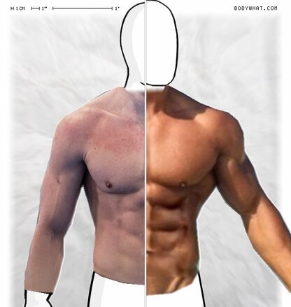 Torso Comparison