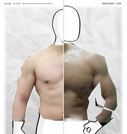 Torso Comparison