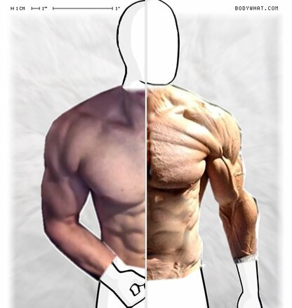 Torso Comparison