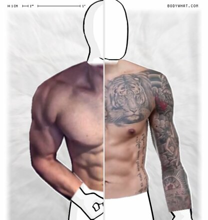 Torso Comparison
