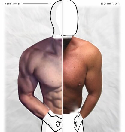 Torso Comparison