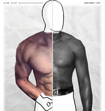 Torso Comparison