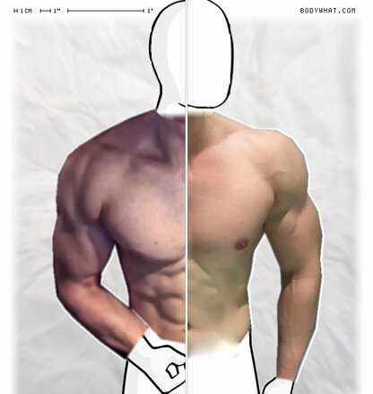 Torso Comparison