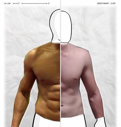 Torso Comparison
