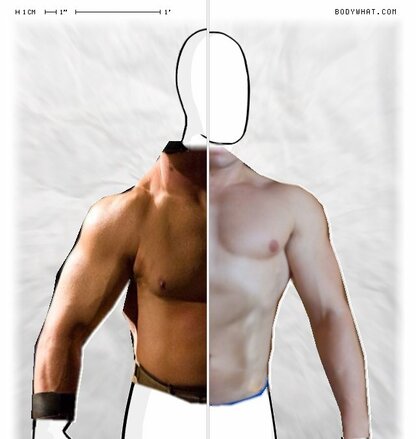 Torso Comparison