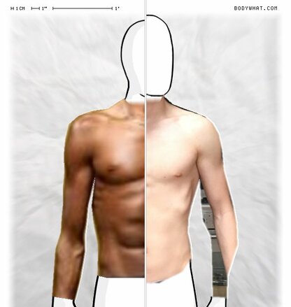 Torso Comparison