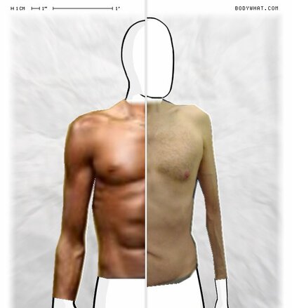 Torso Comparison