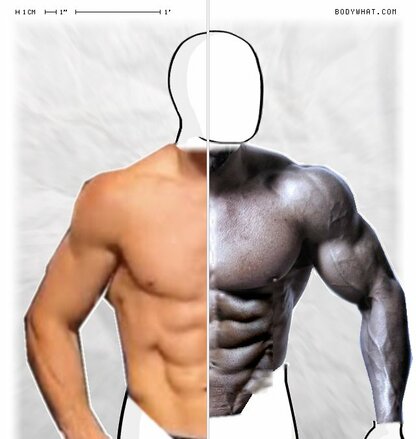 Torso Comparison