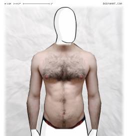 Torso