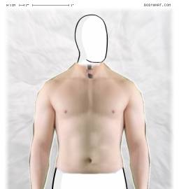 Torso