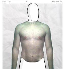Torso