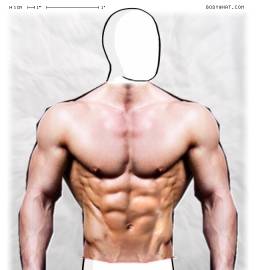 Torso