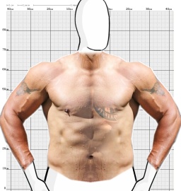 Torso