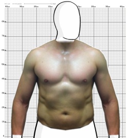Torso