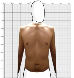 Torso