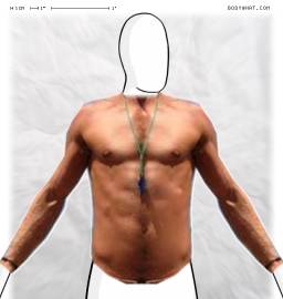 Torso
