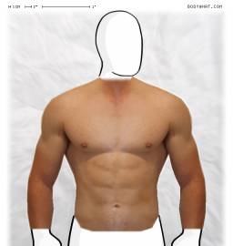 Torso