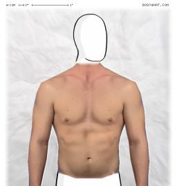 Torso